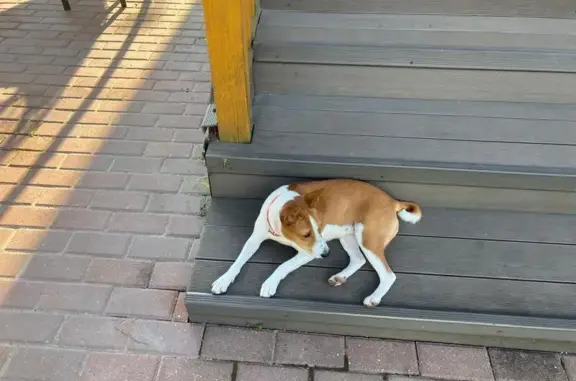 Пропала собака, Химки, 36