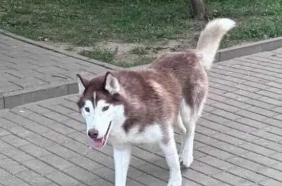 Найдена собака, посёлок Володарского, фото: Хаски найден в п. Володарского, МО