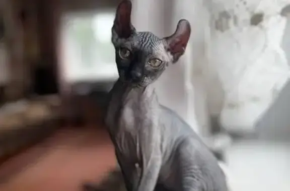 Пропал котёнок, ул. Чкалова 42, Карагай