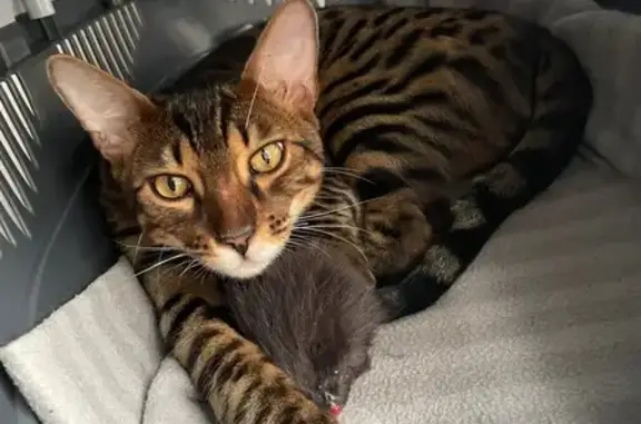 Кошки потеряшки, Рыбинск, фото: Потеряшка бенгальская кошка, Змановская ул.