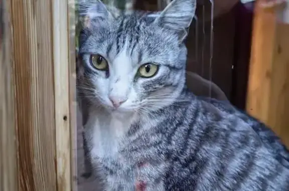 Пропал кот Беня, Таёжная ул., Новокузнецк