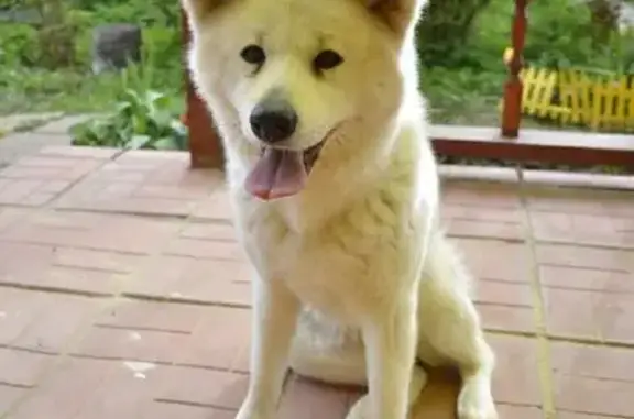 Собаки потеряшки, , фото: Потеряшка собака, Бронницы МО