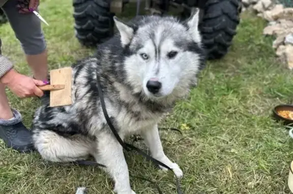Найдена собака, Красноуфимск, фото: Найдена собака, ул. Свердлова, 19