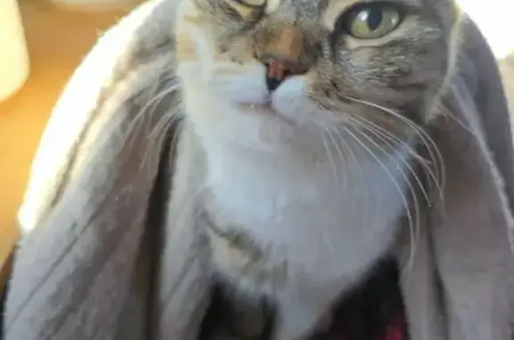 Кошки потеряшки, , фото: Потеряшка кошка, Трудовское, Крым