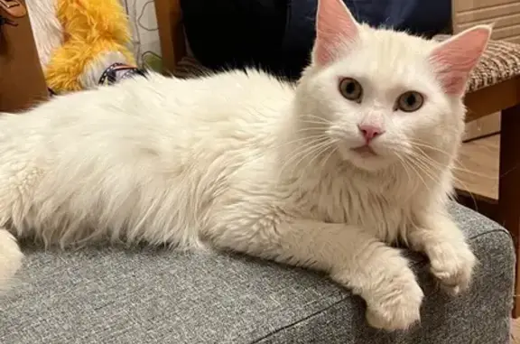 Найдена кошка на Лежневской улице, Иваново