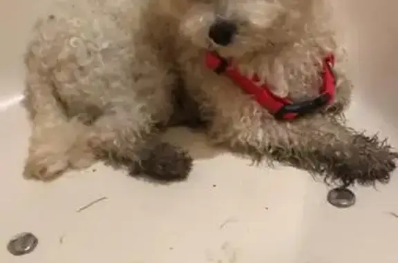 Найдена собака, ул. Ульяновой, 16, Москва