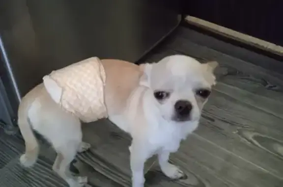 Найдена собака, Шахты, фото: Найдена собака на Могилёвской, Шахты