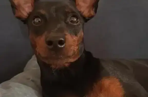 Собаки потеряшки, Тверская область, фото: Потеряшка собака на Светлой улице, Тверская обл.