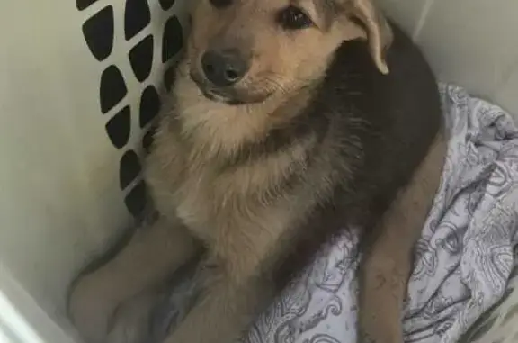 Собаки потеряшки, Чик, фото: Потеряшка щенок, ул. Шолохова, 20, Чик