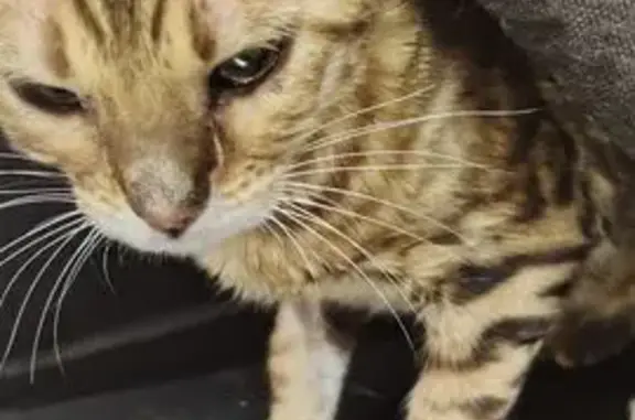 Найдена кошка, Электросталь, фото: Бенгальская кошка найдена: Электросталь, 1-й Коммунальный проезд, 10/12