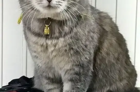 Кошки потеряшки, Братск, фото: Потеряшка кошка на Пионерской, 15, Братск