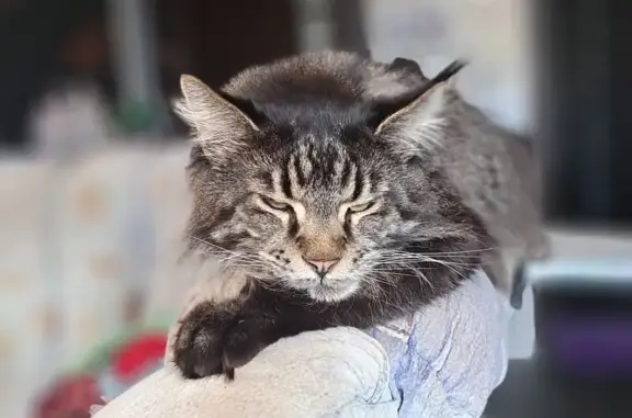 Пропала кошка, ул. Лесхоз, Ивановка