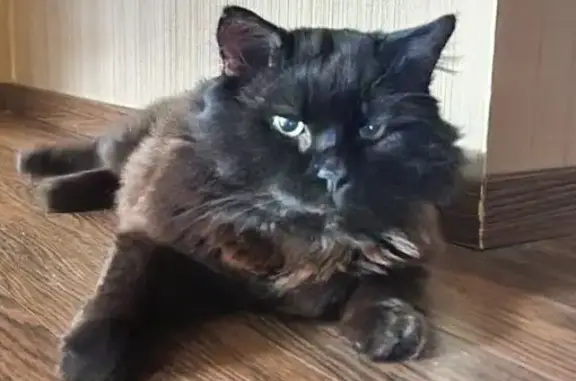 Кошки потеряшки, Калужская область, фото: Потеряшка кошка в Орехово, Калужская обл.