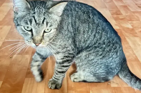 Найдена кошка, Саранск, фото: Кот найден: Осипенко, 81А, Саранск