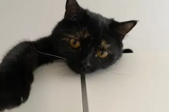 Кошки потеряшки, Тверь, фото: Потеряшка кошка, бульвар Гусева, 66