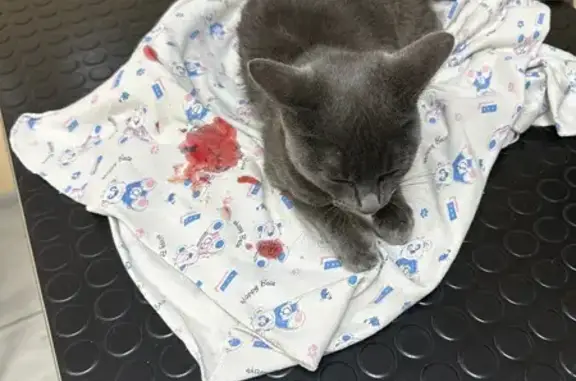 Кошка найдена: ул. Куйбышева, 79, Калининград