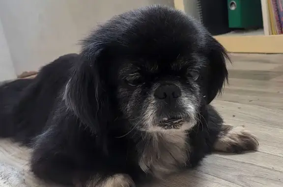 Найдена собака, Тюмень, фото: Найдена собака, Ватутина 10, Тюмень