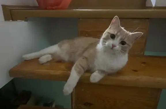 Кошки потеряшки, Звенигород, фото: Потеряшка кошка, Верхний Посад, Звенигород