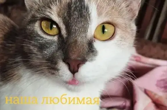Пропала кошка, Тула, ул. Ложевая, 3