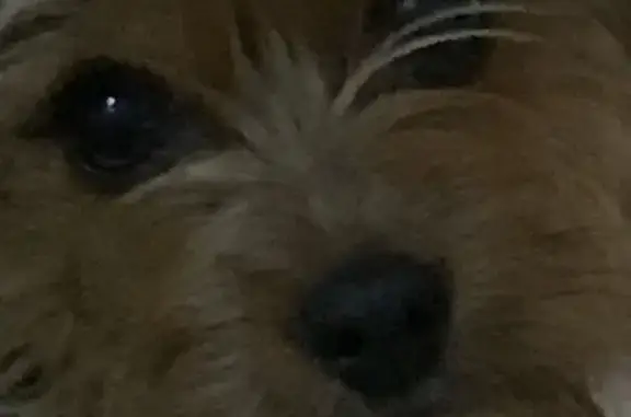 Пропала собака Йорк, Варениковская 