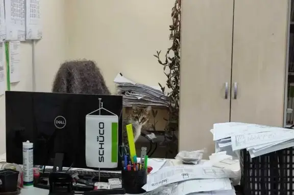 Кошки потеряшки, Солнечногорск, фото: Потеряшка кошка, ул. Разина, 8 к1, Солн.