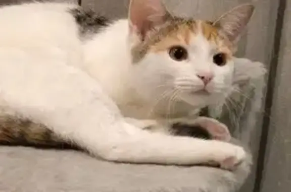 Кошки потеряшки, Ковров, фото: Потеряшка кошка, Еловая ул., 56, Ковров