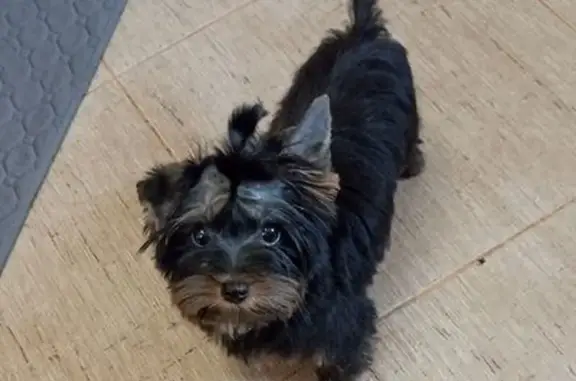 Собаки потеряшки, Новосибирск, фото: Потеряшка собака, Гусинобродское шоссе