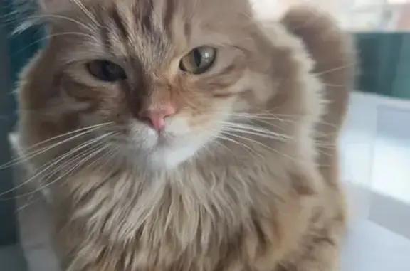 Пропала кошка, ул. Надежды, 63, Отрадный