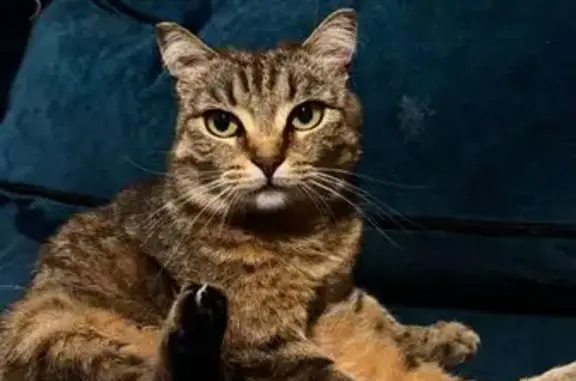 Пропала кошка, ул. Боевых Дружин, 9