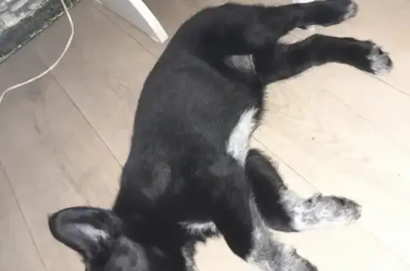 Пропала собака, Московская ул. 3, Южноуральск