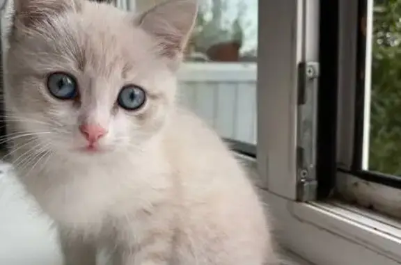 Пропал котёнок, ул. Миномётчиков, 38