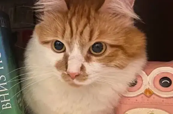 Кошки потеряшки, Нижний Новгород, фото: Потеряшка кот, Мотальный пер., Нижний Новгород