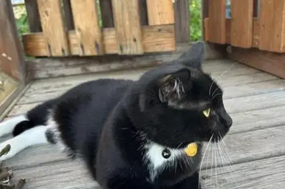 Потерянные животные Мытищи, фото: Пропала кошка, Тенистый бульвар, Мытищи