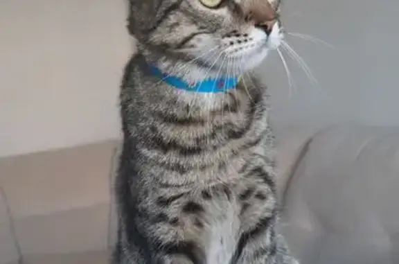 Кошки потеряшки, Михайловск, фото: Потеряшка кошка, ул. Ленина, 199/3, Михайловск