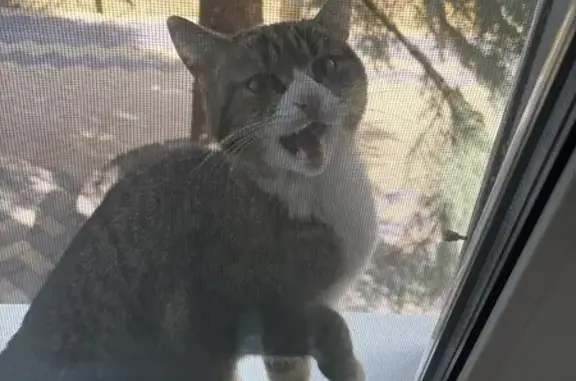 Кошка найдена: Сокольнический пер., 2, НН