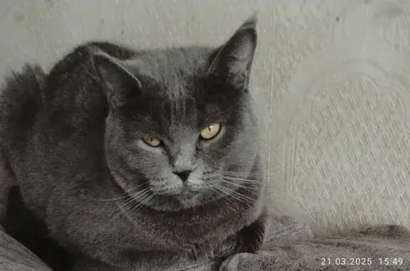 Кошки потеряшки, Таганрог, фото: Потеряшка британская кошка, ул. Дзержинского 167