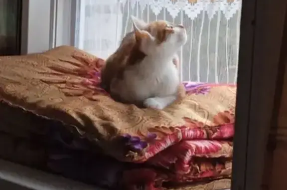 Пропала кошка, Советская ул., 8, Балашиха