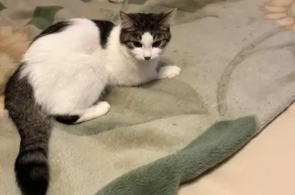 Пропала кошка, Тверская область, дача