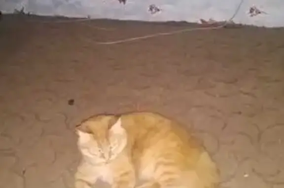 Пропала кошка, ул. 9 Мая, 29, Красноярск