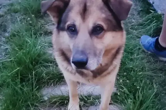 Найдена собака, Ленинградская область, фото: Найдена собака в Ропшинском поселении