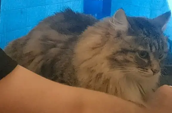 Кошки потеряшки, Екатеринбург, фото: Потеряшка кошка, Краснолесья 20, Екб