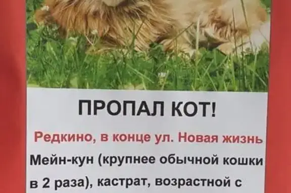 Пропала кошка, ул. Новая Жизнь, Редкино