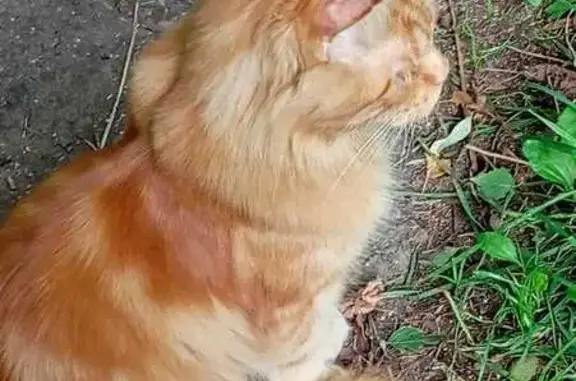 Кошка найдена, Берёзовая Роща, Москва