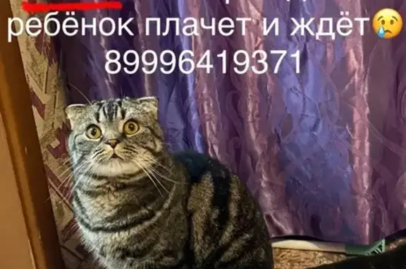 Пропала кошка, ул. Маршала Конева 76, Иркутск