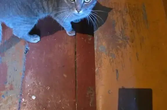 Найдена кошка, Кемеровская область, фото: Кошка найдена: Белово, Кемеровская обл.