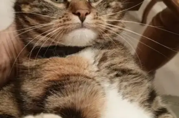 Кошки потеряшки, Вязьма, фото: Потеряшка кошка на Дмитрова Гора, 9А, Вязьма