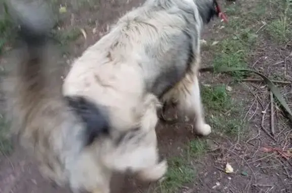 Найдена собака, пр. Юных Пионеров, 118