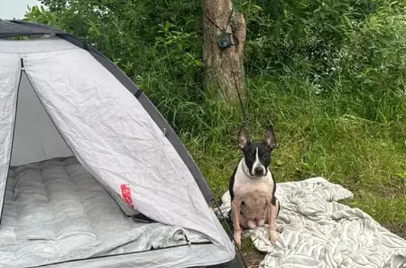 Собаки потеряшки, Киров, фото: Потеряшка собака, ул. Потребкооперации, 40