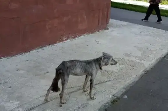 Найдена собака, , фото: Собака найдена в Новоульяновске