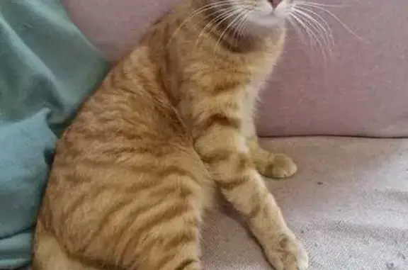 Кошки потеряшки, Ленинградская область, фото: Потеряшка кошка в Трубникоборском СП